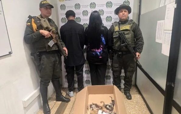 Detenidos dos extranjeros en Colombia por llevar seis primates ocultos en sus partes íntimas
